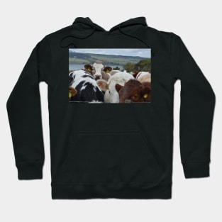 Cows in Scotland Hoodie